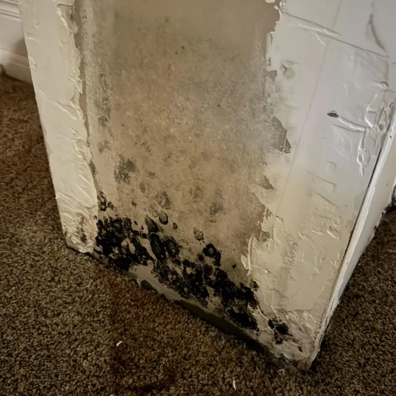 Professional Mold Removal in Forest Hills, TN